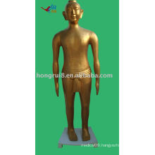 Vivid Human Acupuncture model, Acupuncture bronze Model